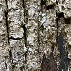 Understanding Common Diseases Found During Tree Inspections