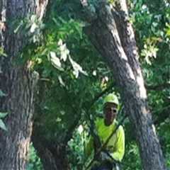 Expert Land Clearing and Tree Care in Petersburg, WV