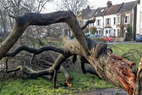 Essential Steps to Safeguard Trees from Storm Damage After a Tree Inspection