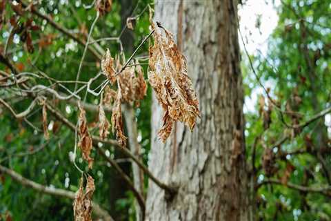 What to Do When You Spot Cracks in Your Tree: A Guide to Tree Safety