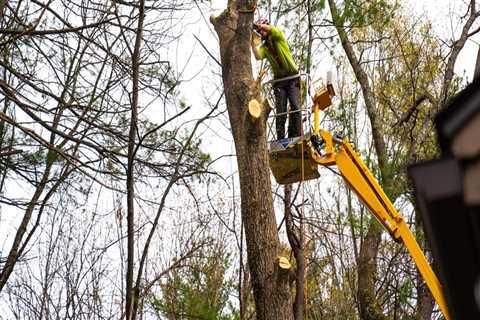Understanding the Importance of Tree Inspections for Pruning and Removal Decisions