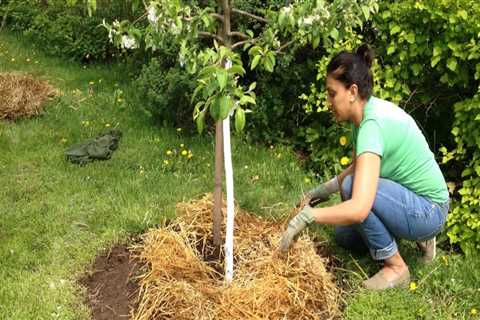 Essential Practices for Ensuring Safe and Healthy Trees on Your Property