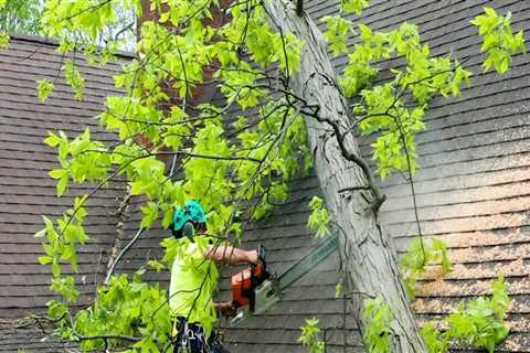 Preparing Your Property for Severe Weather: The Importance of Tree Risk Assessment