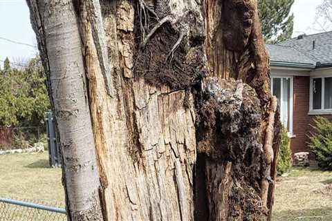 Understanding Tree Risk Assessment: When Is Removal Necessary?