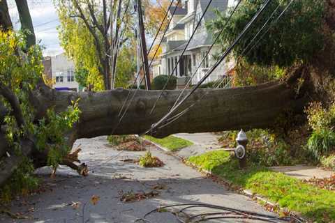 What to Do When a Tree Falls on Your Property or Car: Essential Steps for Safety and Recovery