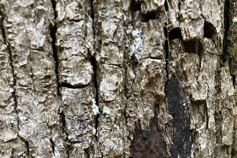 Understanding Common Diseases Found During Tree Inspections