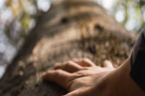 Understanding Who Should Perform Tree Inspections