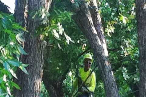 Expert Land Clearing and Tree Care in Petersburg, WV