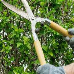 Tree Trimming Checklist That Includes Pressure Washing Services