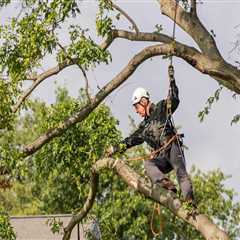 Tree Trimming Strategies to Support a Stress-Free Move