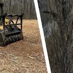 Creating a Cleaner Landscape with Forestry Mulching and Pressure Washing Services