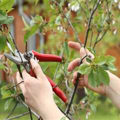 Landscaping Tree Pruning Strategies Made Easier with the Right Tools