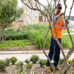 Enhance Your Landscape After Tree Inspections in Portland