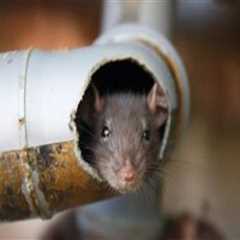 Rodent Removal Tips for Preventing Damage to Pipes and Fixtures