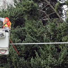 Arborist Solutions for Keeping Trees Clear of Electrical Equipment