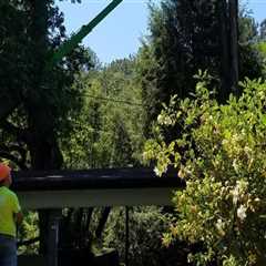 Preventing Plumbing Issues Through Strategic Tree Maintenance by Arborists