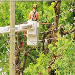 How Tree Care Services Enhance Safety Around Electrical Fixtures