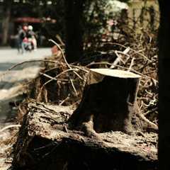 The Ultimate Guide to Tree Removal Near Me: Expert Advice and 10 Essential Steps for Safe Removal..