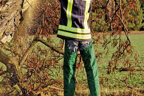 Tree Safety Matters: Professional Tree Removal in Portland, OR for Safer Properties