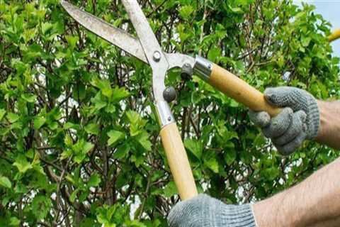 Tree Trimming Checklist That Includes Pressure Washing Services