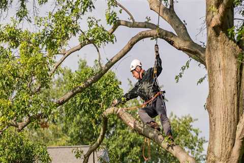 Tree Trimming Strategies to Support a Stress-Free Move