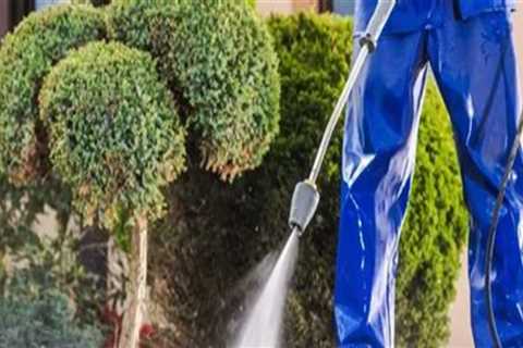 Creating a Cleaner Landscape with Tree Pruning and Pressure Washing Services