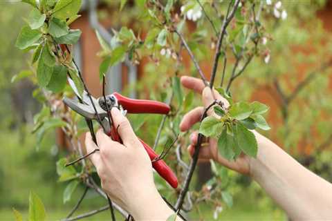 Landscaping Tree Pruning Strategies Made Easier with the Right Tools