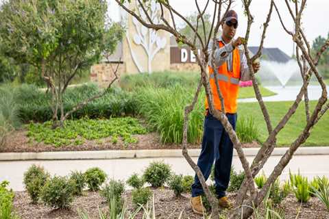 Enhance Your Landscape After Tree Inspections in Portland