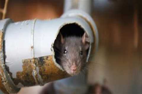 Rodent Removal Tips for Preventing Damage to Pipes and Fixtures