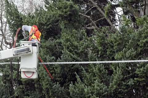 Arborist Solutions for Keeping Trees Clear of Electrical Equipment