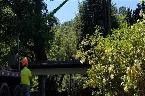 Preventing Plumbing Issues Through Strategic Tree Maintenance by Arborists