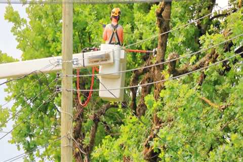 How Tree Care Services Enhance Safety Around Electrical Fixtures