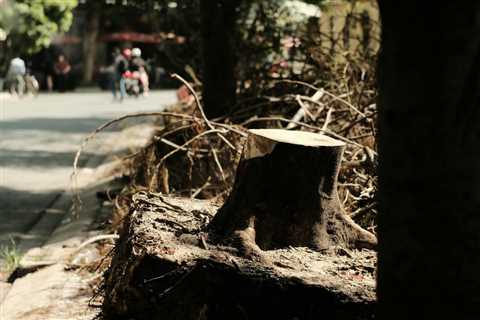 The Ultimate Guide to Tree Removal Near Me: Expert Advice and 10 Essential Steps for Safe Removal..