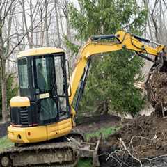 Choosing the Right Season for Tree Excavation: A Seasonal Guide