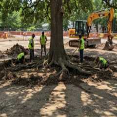 Essential Techniques for Safe Tree Excavation Near Buildings