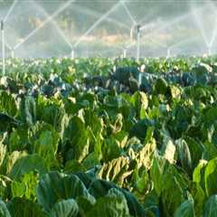 Mastering Turf Management: Crafting the Perfect Irrigation Schedule