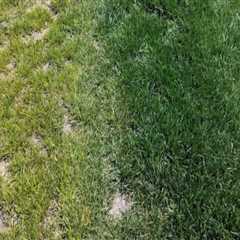 Identifying and Correcting Nutrient Deficiencies in Turf Management