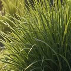 Selecting the Perfect Grass Type for Your Climate and Landscape