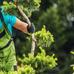 The Overlooked Role of Tree Maintenance in Protecting Outdoor Property Surfaces