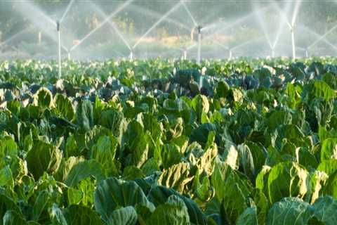 Mastering Turf Management: Crafting the Perfect Irrigation Schedule