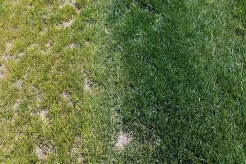 Identifying and Correcting Nutrient Deficiencies in Turf Management