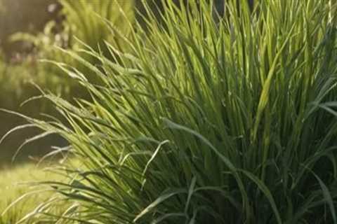 Selecting the Perfect Grass Type for Your Climate and Landscape