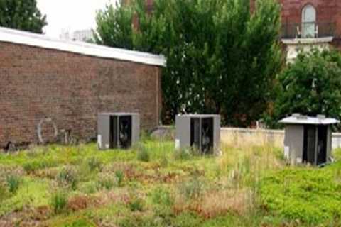 The Rarely Discussed Impact of Roofing Runoff on Landscape Design and Plant Health
